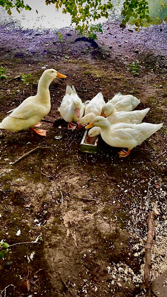 “The Dirty (half) Dozen” free range duck eggs