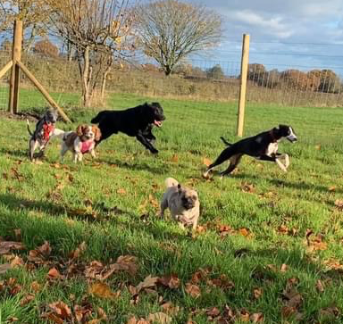 Dog Park Hire 120min